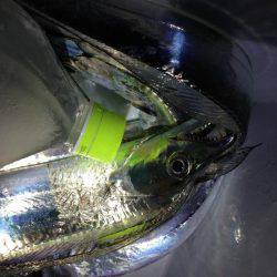 ワイヤー忘れてロスト