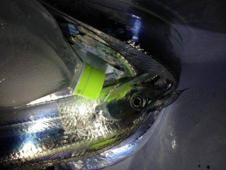 ワイヤー忘れてロスト