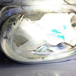 1年ぶりのコウイカ