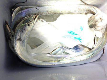 1年ぶりのコウイカ