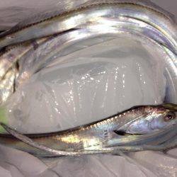 寒い中、タチウオ渋め