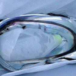 夕マヅメより朝マヅメ釣行