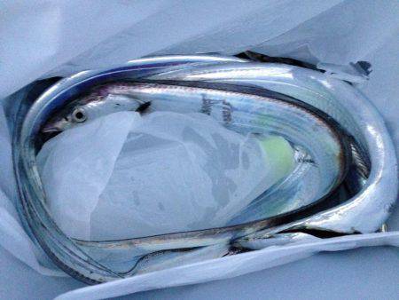 夕マヅメより朝マヅメ釣行