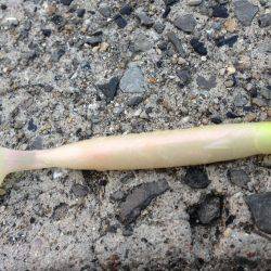 数は減ったが型はまずまず