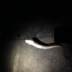 寒い中、60cmオーバーのアナゴゲット！