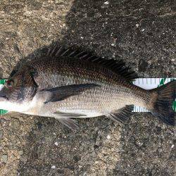 久し振りの40㎝超え