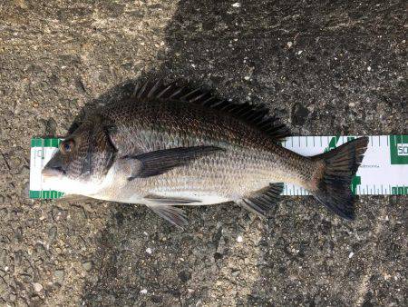 久し振りの40㎝超え