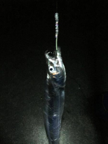 時合短く食い渋り