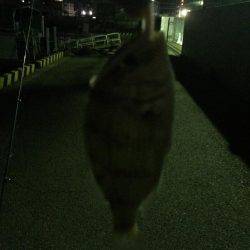 アジングがザバ、サヨリ