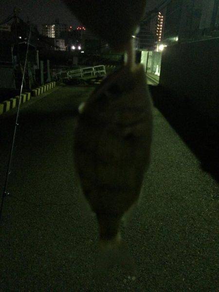 アジングがザバ、サヨリ