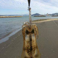 サーフエギング