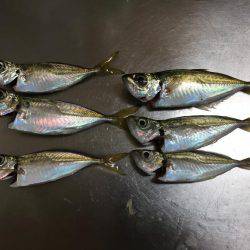 アジングのちタチウオ