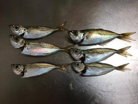 アジングのちタチウオ