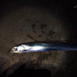 タチウオからのツバス