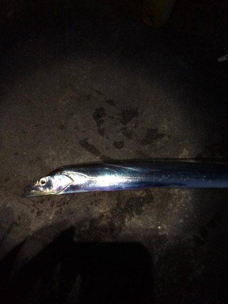 タチウオからのツバス