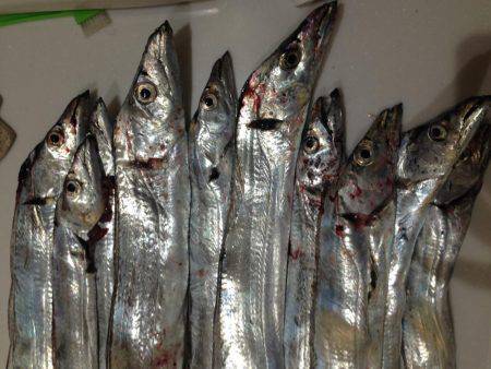 太刀魚釣ったゾー