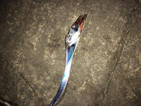 ワインドでタチウオ3匹