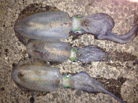 烏賊釣ったゾー