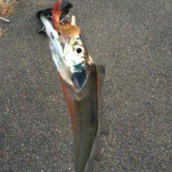 ワインドとフラップで