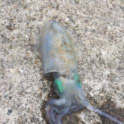 激うねりエギング