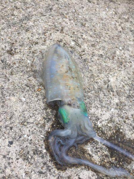 激うねりエギング