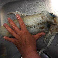 風強し釣りならず