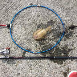 やっと墨付けできました。