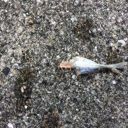 強風豪雨劇濁り