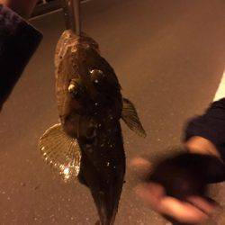 キス釣りのはずがセイゴ爆釣