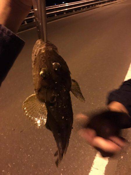 キス釣りのはずがセイゴ爆釣