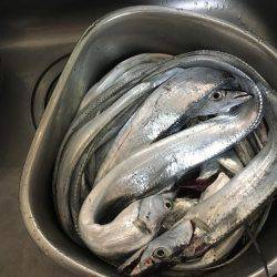 タチウオ山盛り