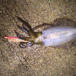 逃したイカはデカイ