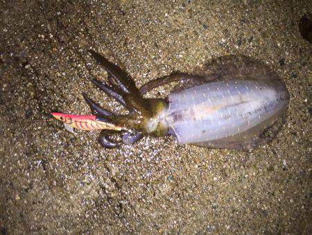 逃したイカはデカイ