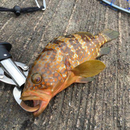 ヤエンでおもわぬ奴が