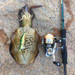 ランガンエギング