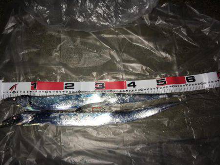 貝塚タチウオ爆風の巻…