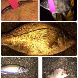 メッキくんが。。