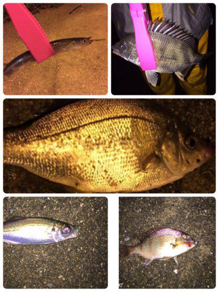 メッキくんが。。