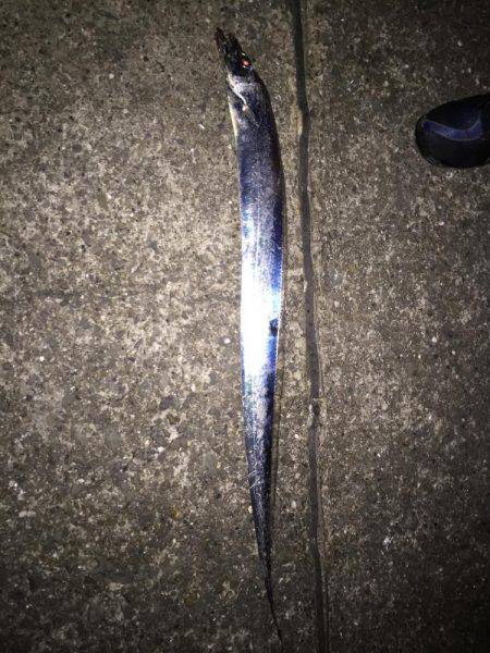 太刀魚が釣れた‼️