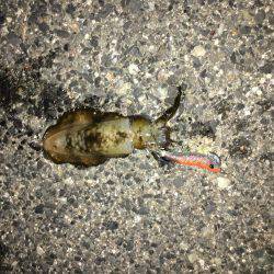 エギング＆アジング