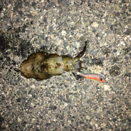 エギング＆アジング