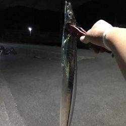 エギング＆アジング