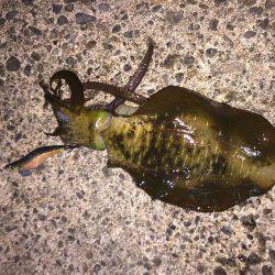 満月大潮のエギング