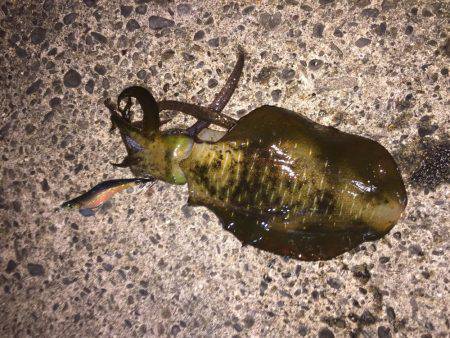 満月大潮のエギング