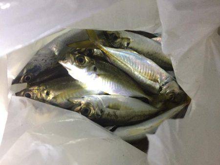 アジ爆釣太刀魚ならない