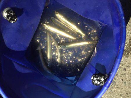 サバはいいけど太刀魚はどこに?