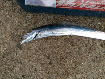 久々の海釣り公園での朝練5:00-6:30…