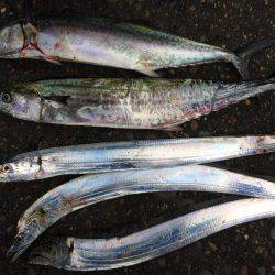 マイポイントで朝練