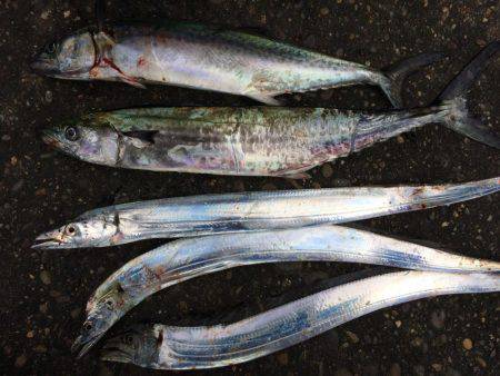 マイポイントで朝練