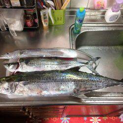 今シーズンのサゴシ30匹目＼( \’ω\’)／